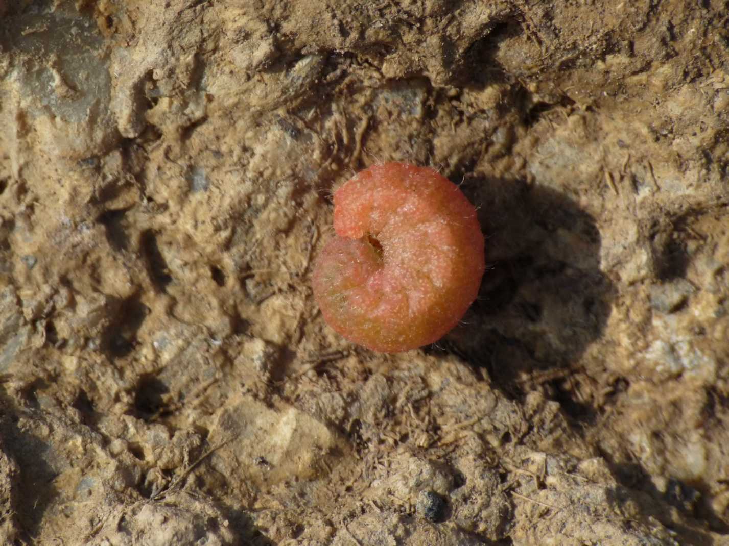 Larve di Curculionidae sotto le pietre.